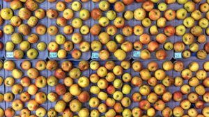 https://www.growingproduce.com/wp-content/uploads/2023/07/w_BP-on-HC-apples_featured-300x169.jpg