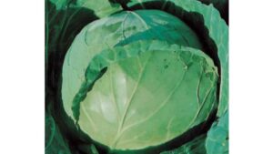 Green Challenger F1 (Seminis Vegetable Seeds, Harris Seeds / Garden Trends Inc.)