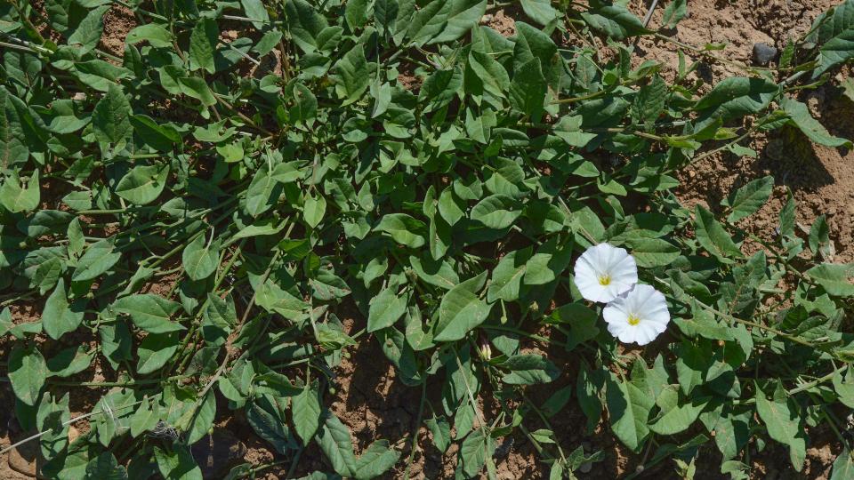 Scientists Help Break Down the Weed Control Dilemma for Vegetable Growers - Vimarsana News