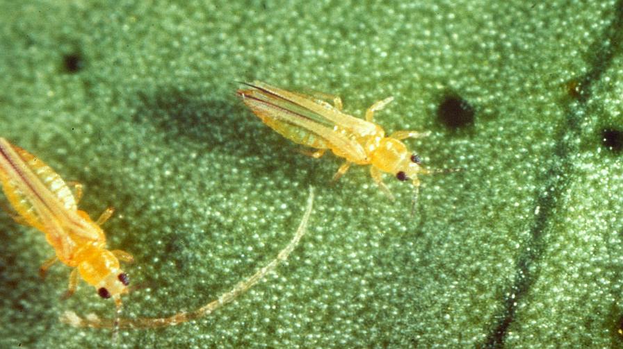 California Citrus Takes On and Deals With Big Hits From Thrips - Vimarsana News