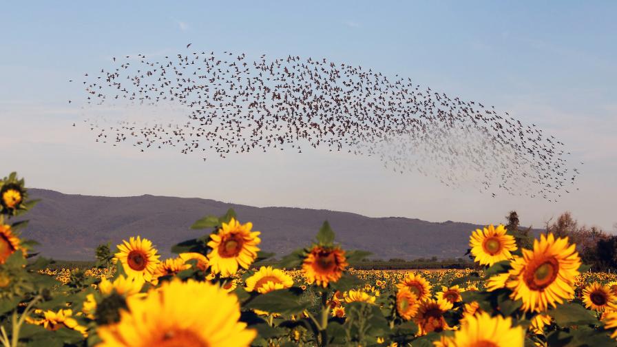 Got Hungry Birds in Your Vineyard? Give Them a New Menu Item - Vimarsana News