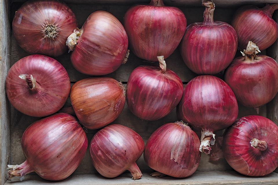 Red Onions  Thomas Fresh
