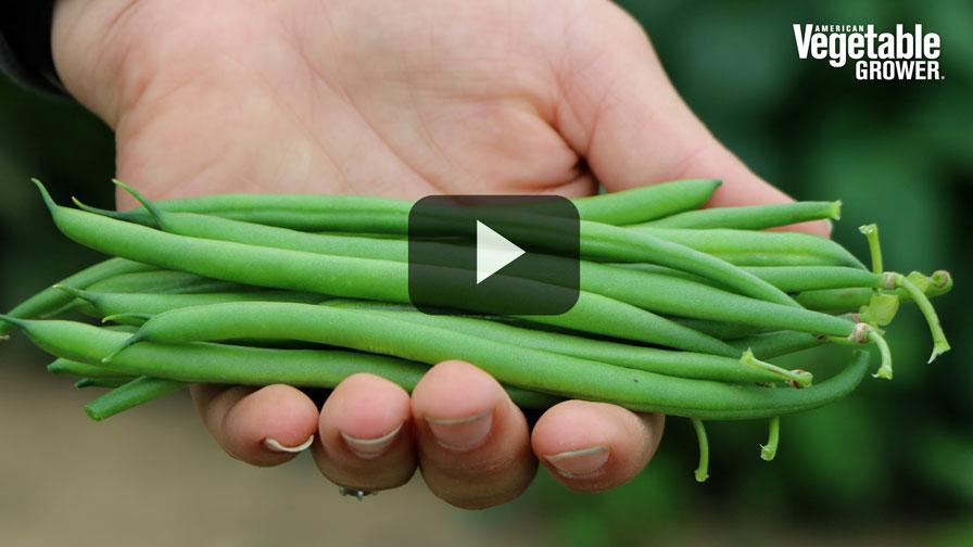 2023 Vegetable Seed Trials: The Best New Beans For Growers [Videos]