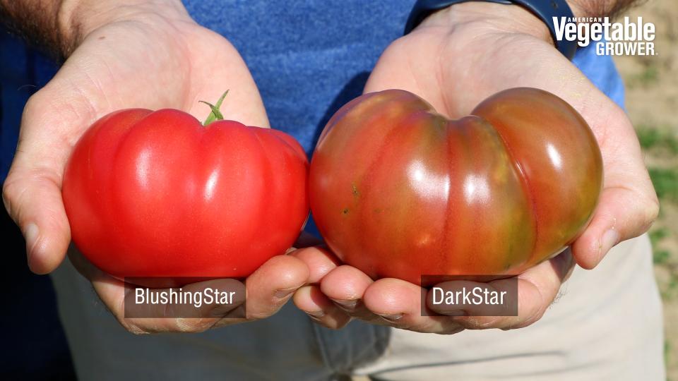 Blushing Star and Dark Star (PanAmerican Seed)