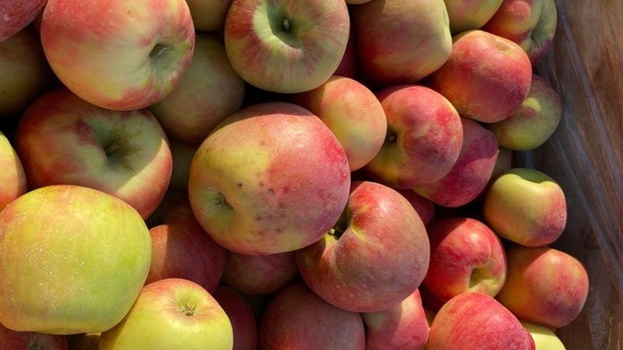 The Key To Bitter Pit in Apples? Unlock The Calcium