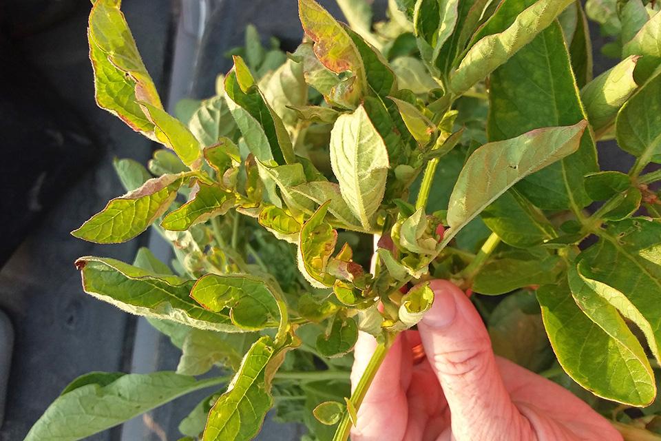 What's Wrong With My Potato Crop? Dig Down for Answers - Vimarsana News