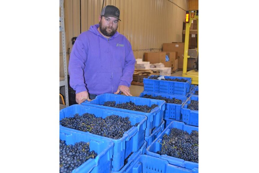 Great Grapevines On The Go With Double A Vineyards Growing Produce