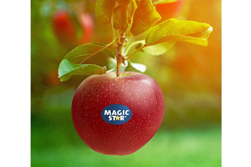 Magic Star (Brandt’s Fruit Trees)