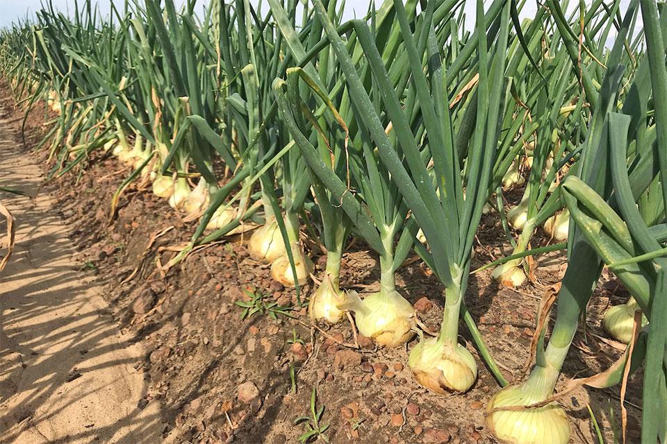 Researchers Get Big Grant To Improve Short-Day Onion Production - Vimarsana News