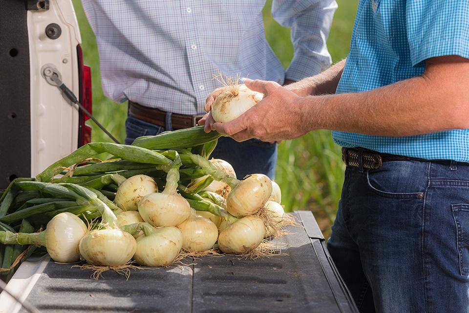 How Shuman Farms Scores Big Being a Game-Day Grower - Vimarsana News