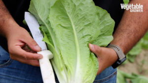 Concentrus RZ Romaine lettuce (Rijk Zwaan USA)