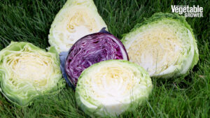Early fresh-market cabbage types (Bejo Seeds) 