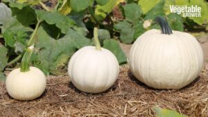 Icicle, Blanco, Abominable pumpkins (Seneca Vegetable Research)
