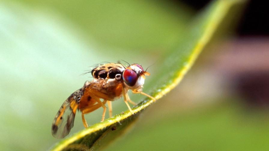 Goodbye Fruit Flies? Here's a New 5-Year Strategy To Fight The Pests