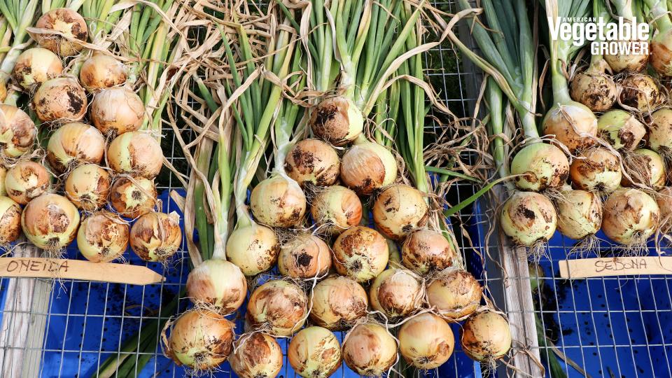 https://www.growingproduce.com/wp-content/uploads/2023/12/Oneida-Venecia_onions_seed_trials_gallery.jpg