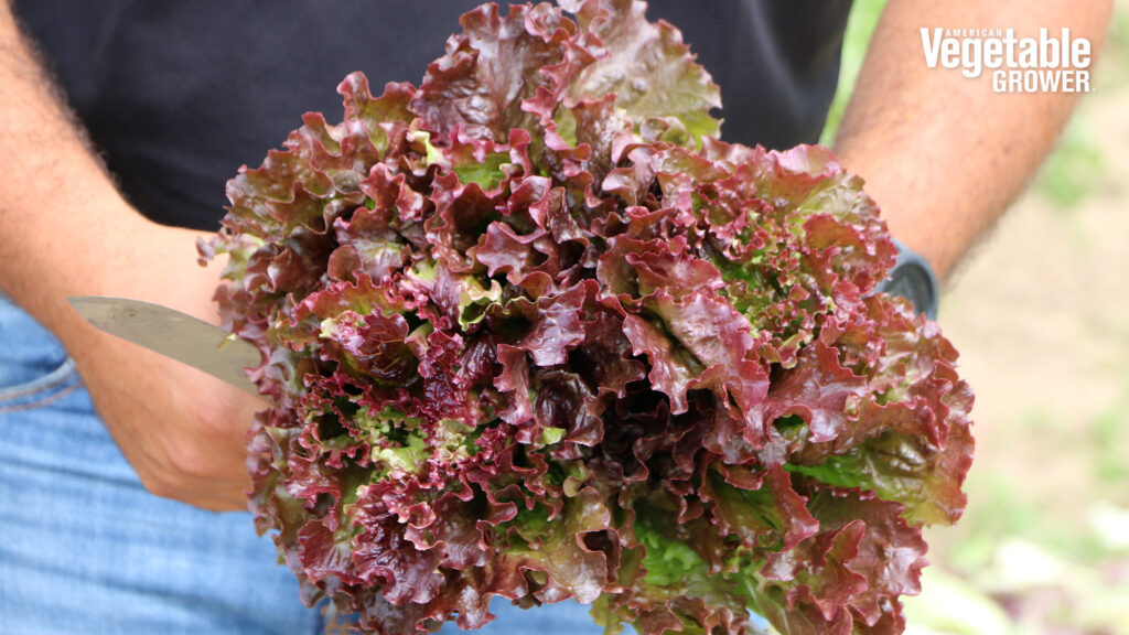 Shirane Sky RZ Red Batavia lettuce (Rijk Zwaan USA )