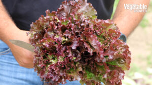 Shirane Sky RZ Red Batavia lettuce (Rijk Zwaan USA )