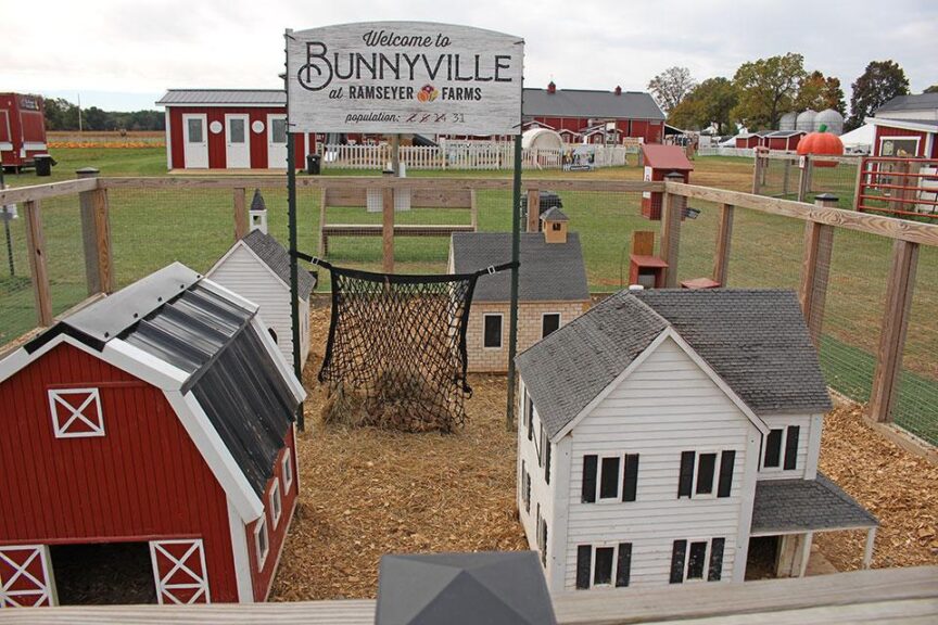 Welcome to Bunnyville
