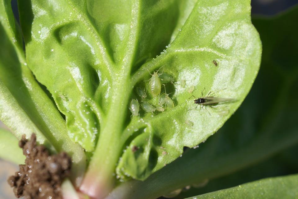 Tips to Stay Ahead of Aphids, Mites, and Thrips - Greenhouse Grower