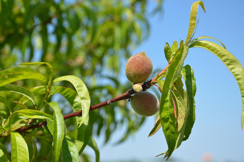 Rethinking Growth in Stone Fruit Crops