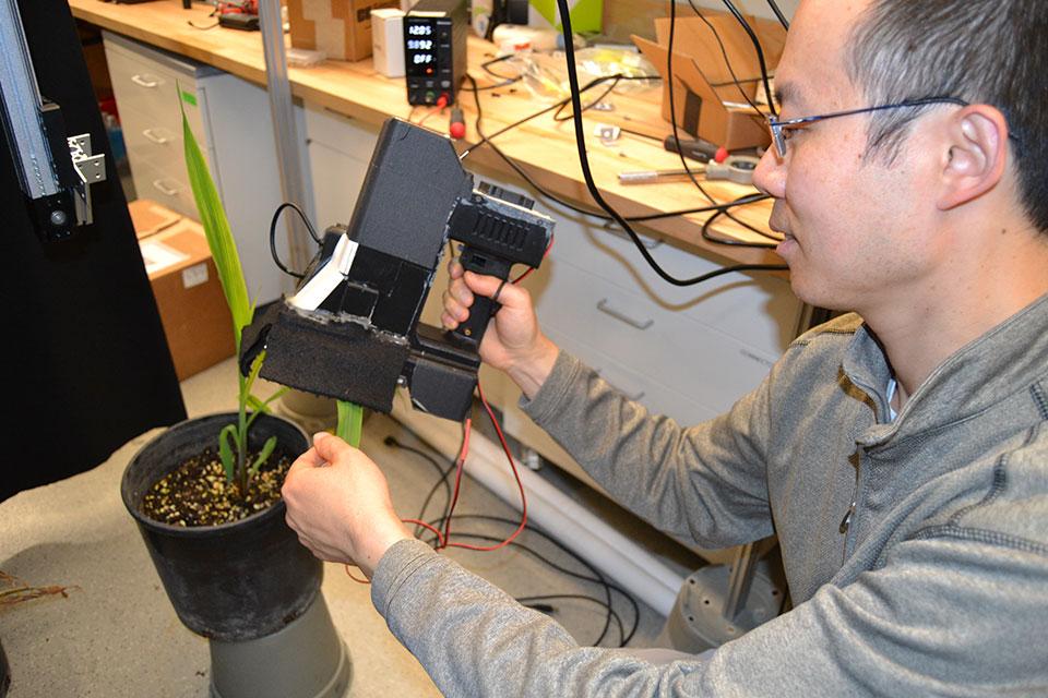 Ways Phenotyping Has a Growing Sense for Plant Health - Vimarsana News