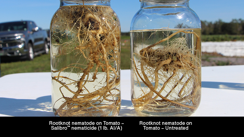 A new nematicide gives growers flexibility to manage damaging nematodes.