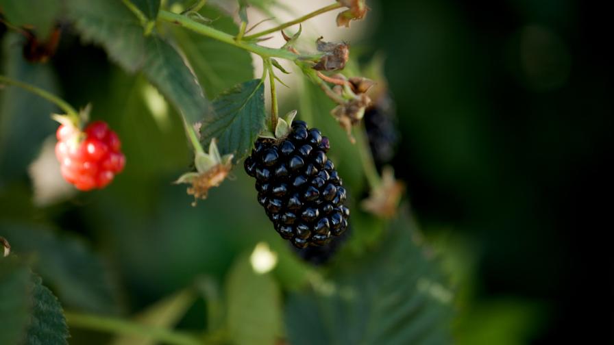 Say Hello To This New Late-Season Blackberry - Vimarsana News
