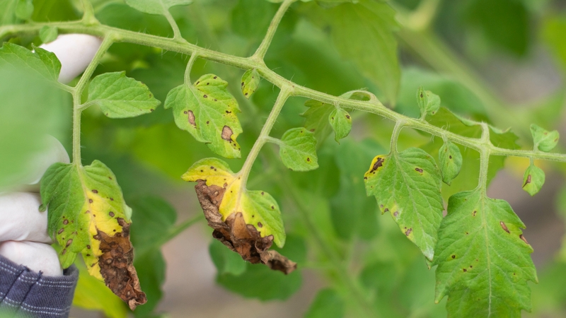 Fighting Fungicide Resistance in Vegetable Crops