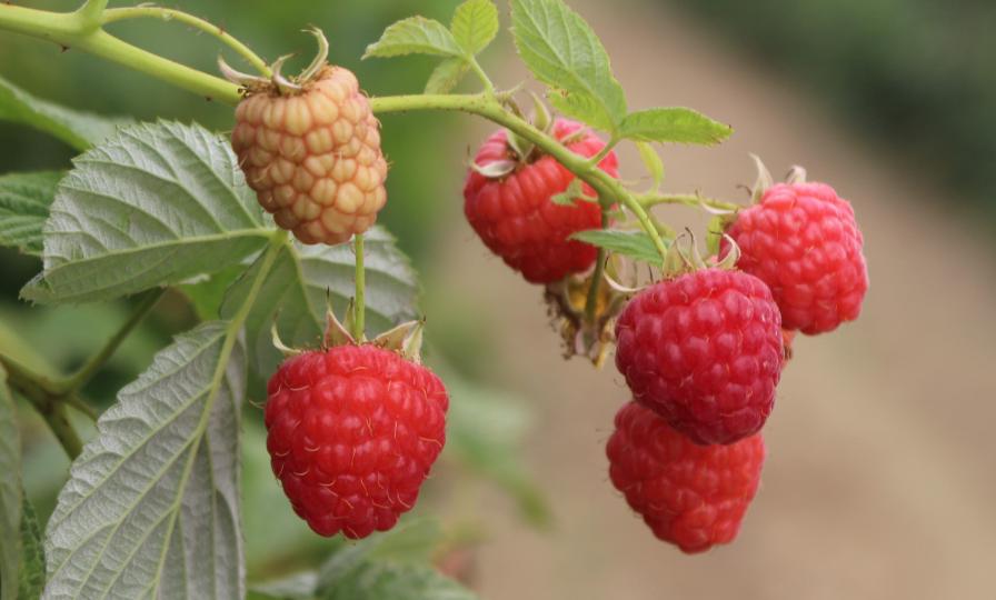Fruit and Nut Nurseries Showcase Some of Their Latest and Greatest Varieties