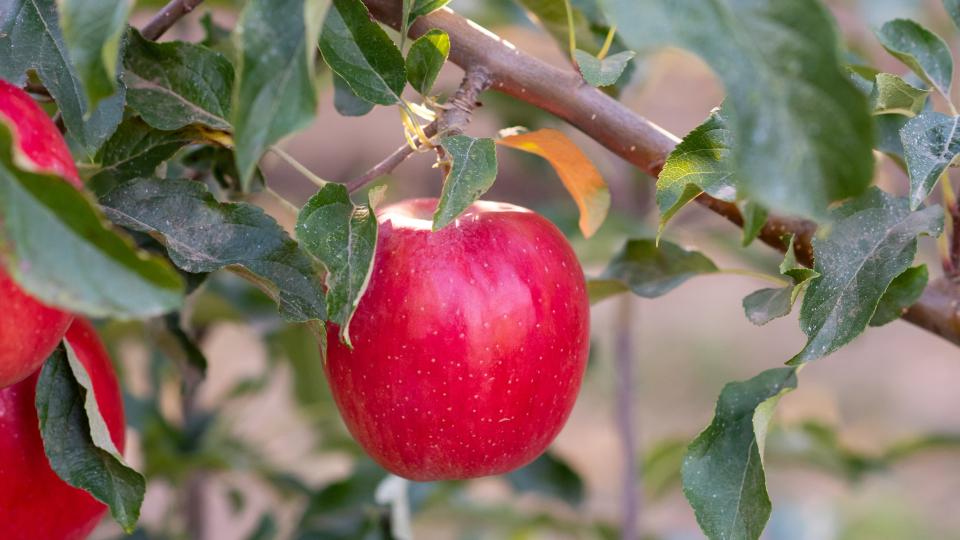 Mandy Brand Apple Inolov cv. (Brandt’s Fruit Trees)