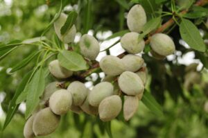 Pyrenees Brand Almond (Burchell Nursery, Inc.)
