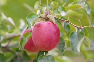 Story Brand Apple, Inored cv. (Brandt’s Fruit Trees)