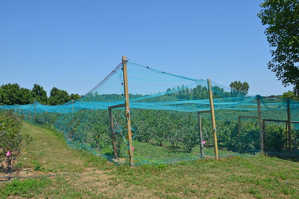 Birds Got Your Berry Crops? Ways To Ground The Threat - Vimarsana News