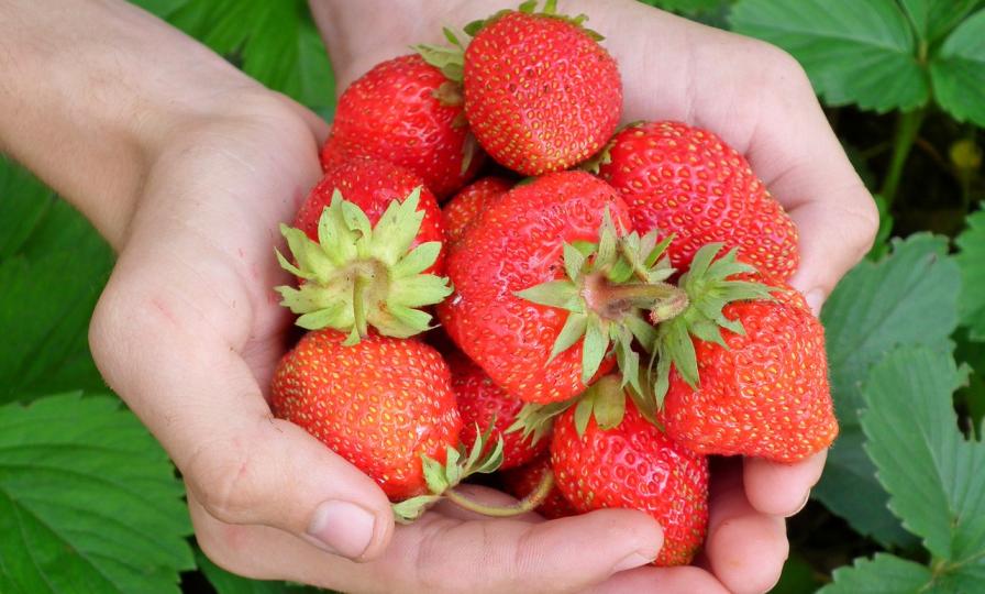 Unique Soil Treatment Technique Boosting Organic Strawberry Yields
