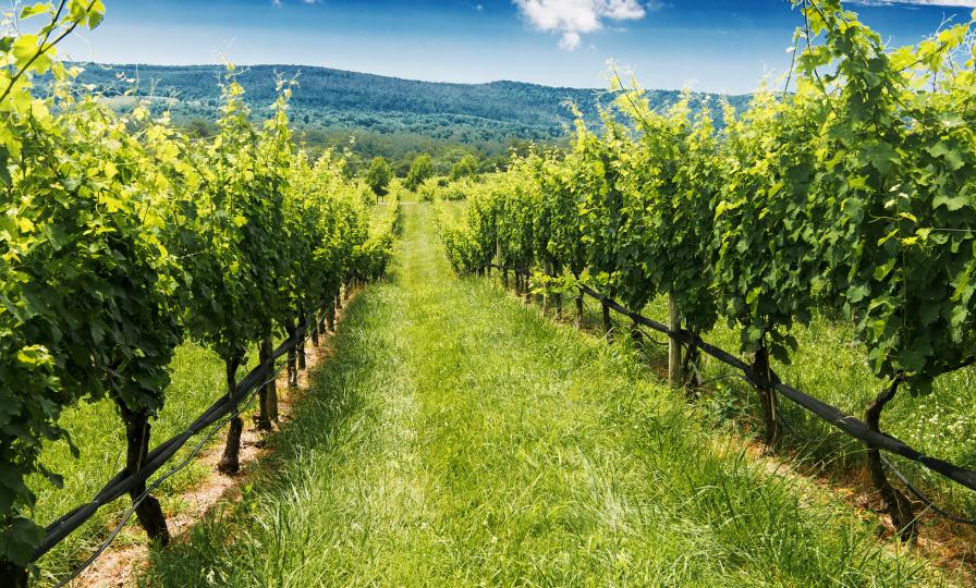 On the Vineyard Checklist for Growers: Don’t Forget the Basics