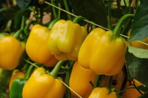 Tapioca (Syngenta Vegetable Seeds)
