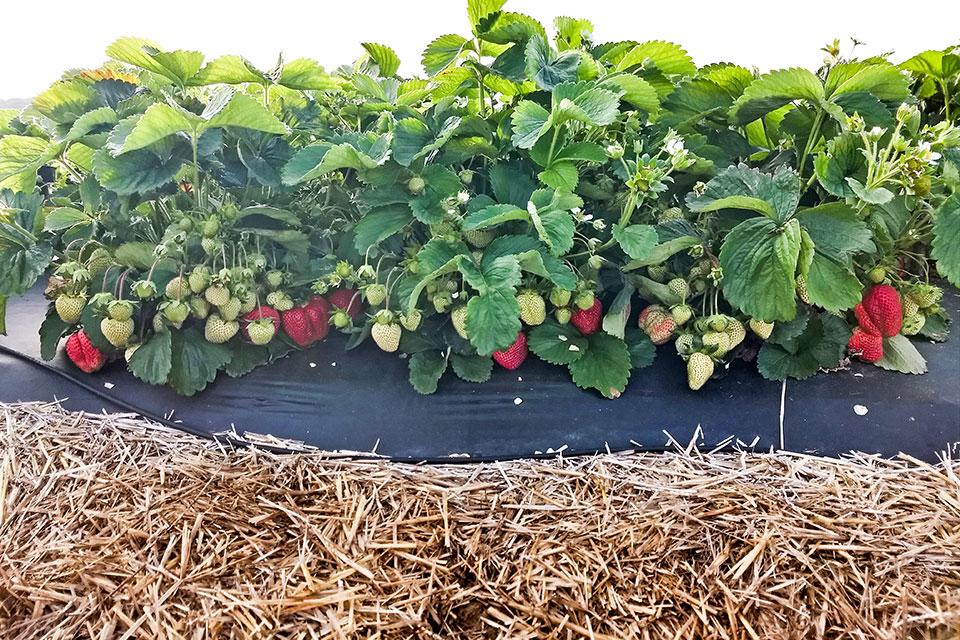 4 Emerging Strawberry Cultivars That Have Bright Futures