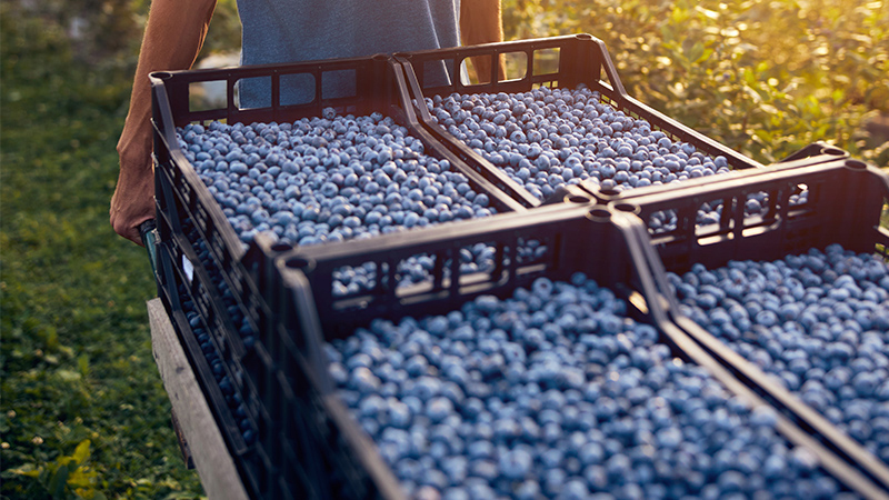 Take Control of Ripening for More Quality Blueberries and Marketable Yield Potential.