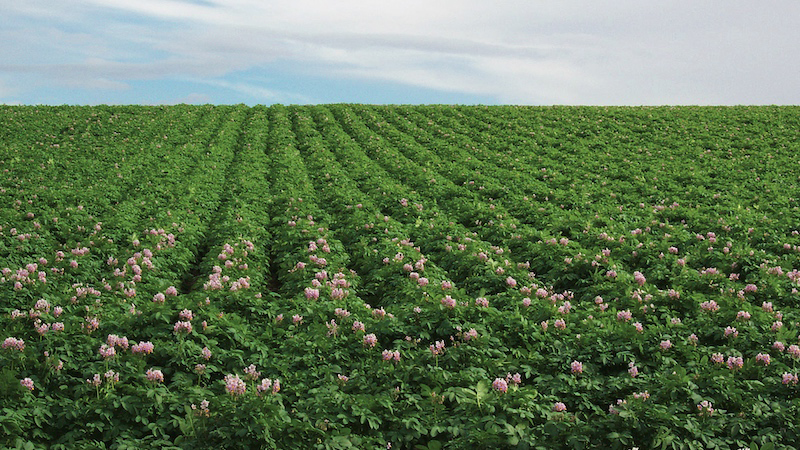 Protect Your Potatoes; Get More Flexibility and Improved Nematode Control