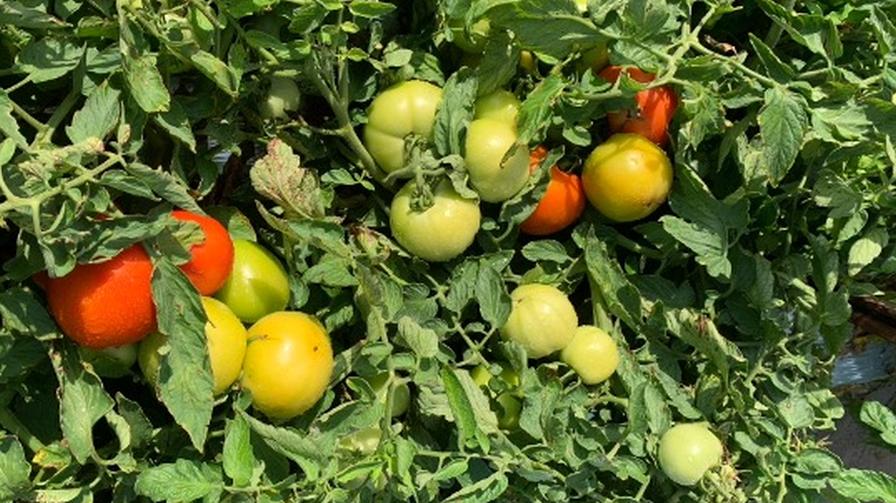 New Tomatoes for Machine Harvest Could Be Game Changer
