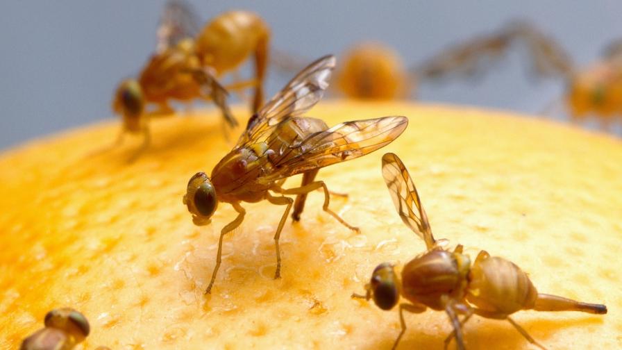 Invasive Fruit Flies on the Attack in Texas Citrus