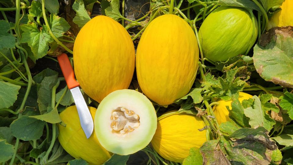 Magnificent Melons You Will Want To Know and Grow