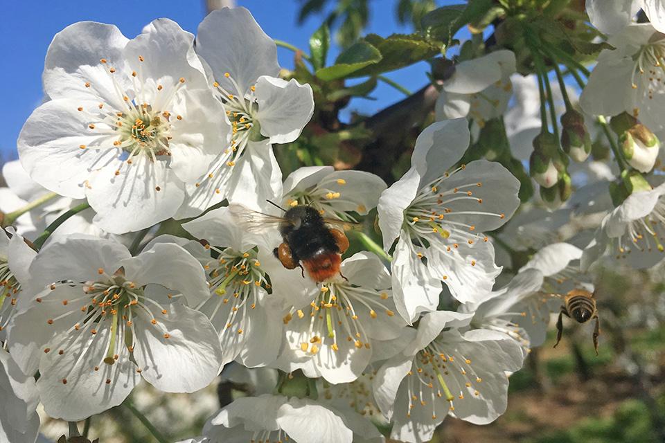 Wild Bees Setting Good Example for Pollination of Sweet Cherries