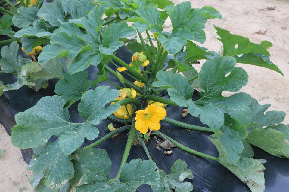Squash Growers Weigh in on Current State of the Crop