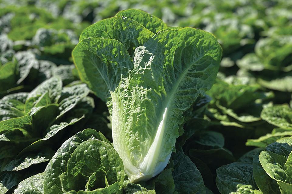 Great Lettuce Varieties You'll Want To Grow in 2024