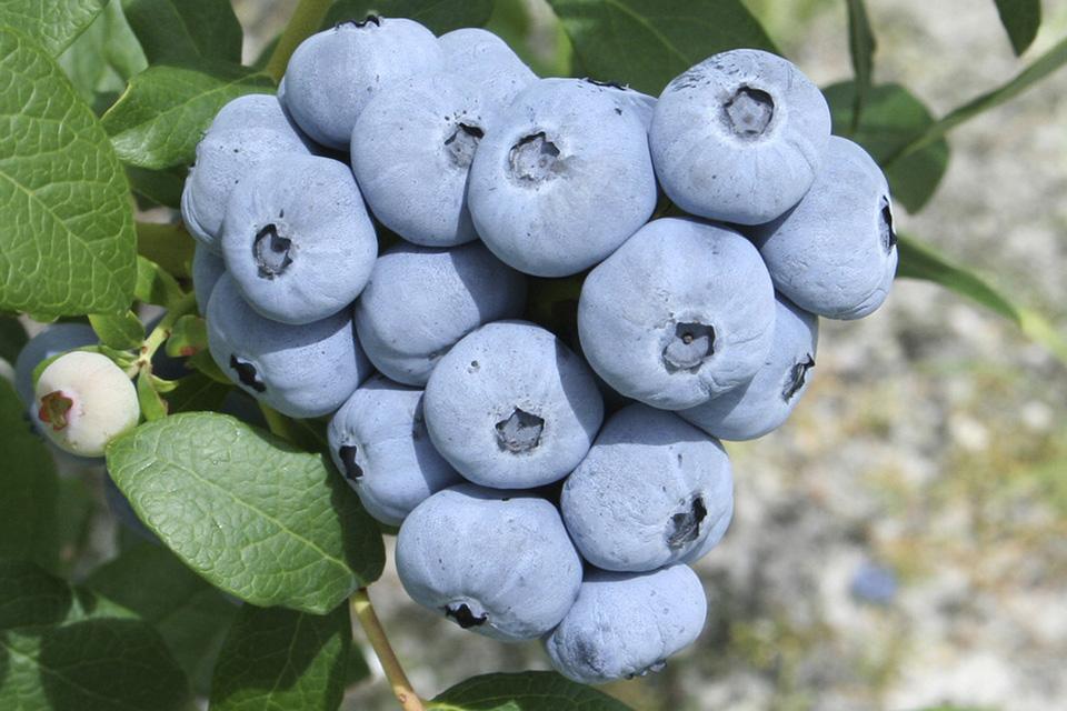 Variety Spotlight on Two New Blueberries for Growers