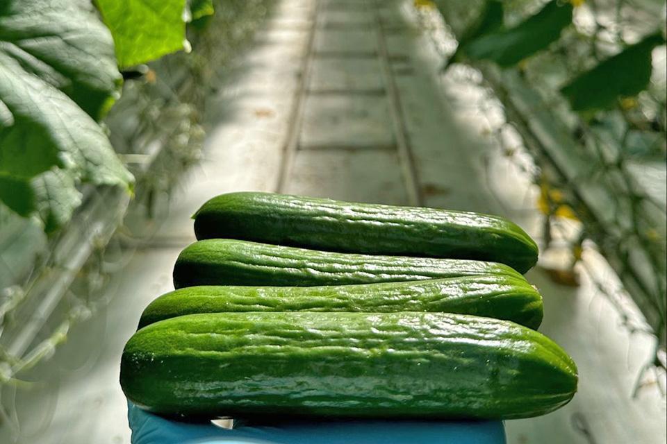 18 Cool Cucumber Varieties You Will Want To Grow