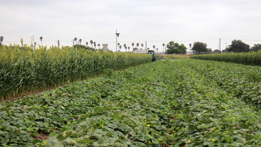 Considering Windbreaks for Your Melons? Check Out 3 Options