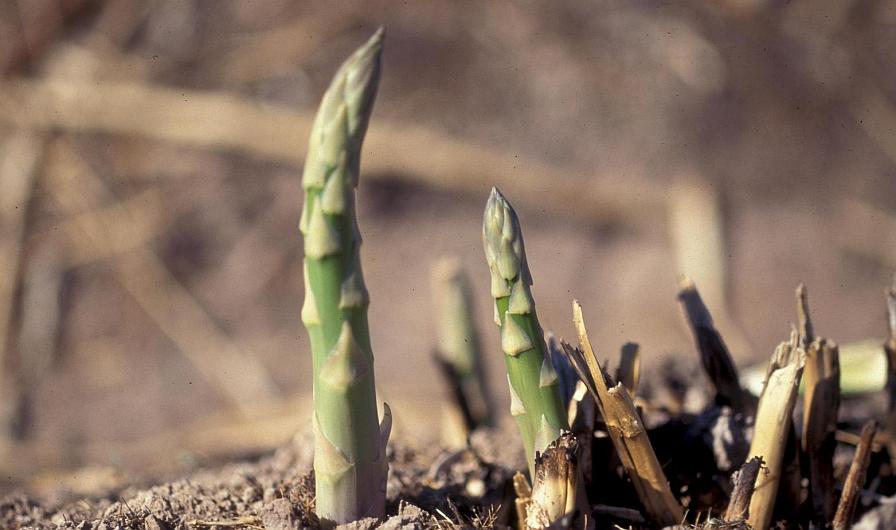 Get a Better Handle on Weed Management in Asparagus Crops