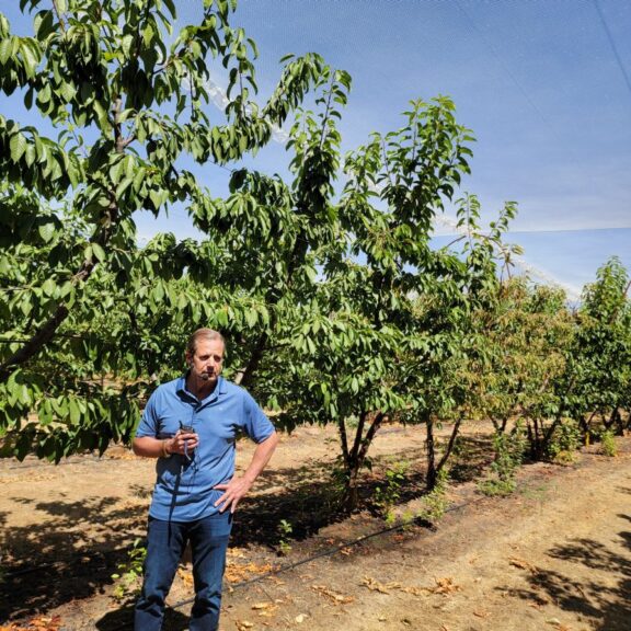New Momentum To Modernize Stone Fruit Orchards - Growing Produce